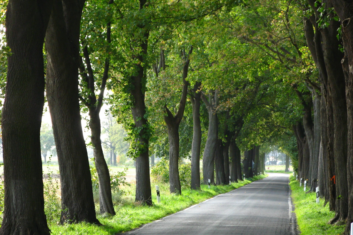 Allee mit altem Baumbestand Alleen – Allee mit altem Baumbestand
