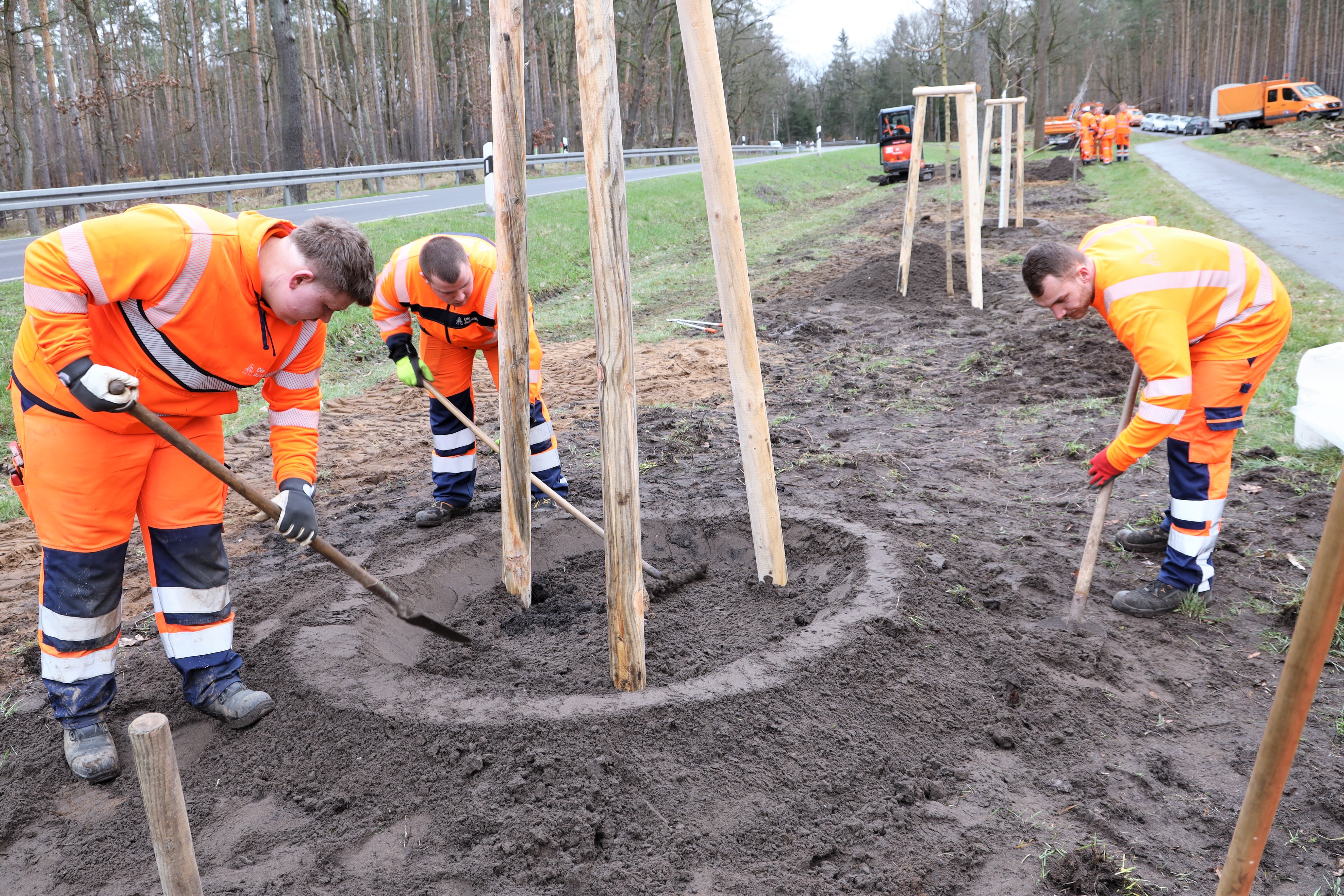 Auszubildende des Landesbetriebs Straßenwesen pflanzen für das Projekt Umbau einer Allee
