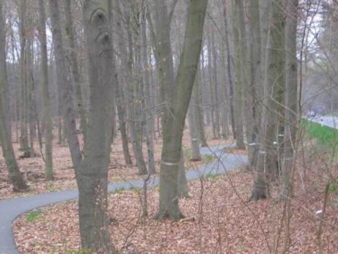 Radwege – B 273: Radwegeführung im Waldbereich