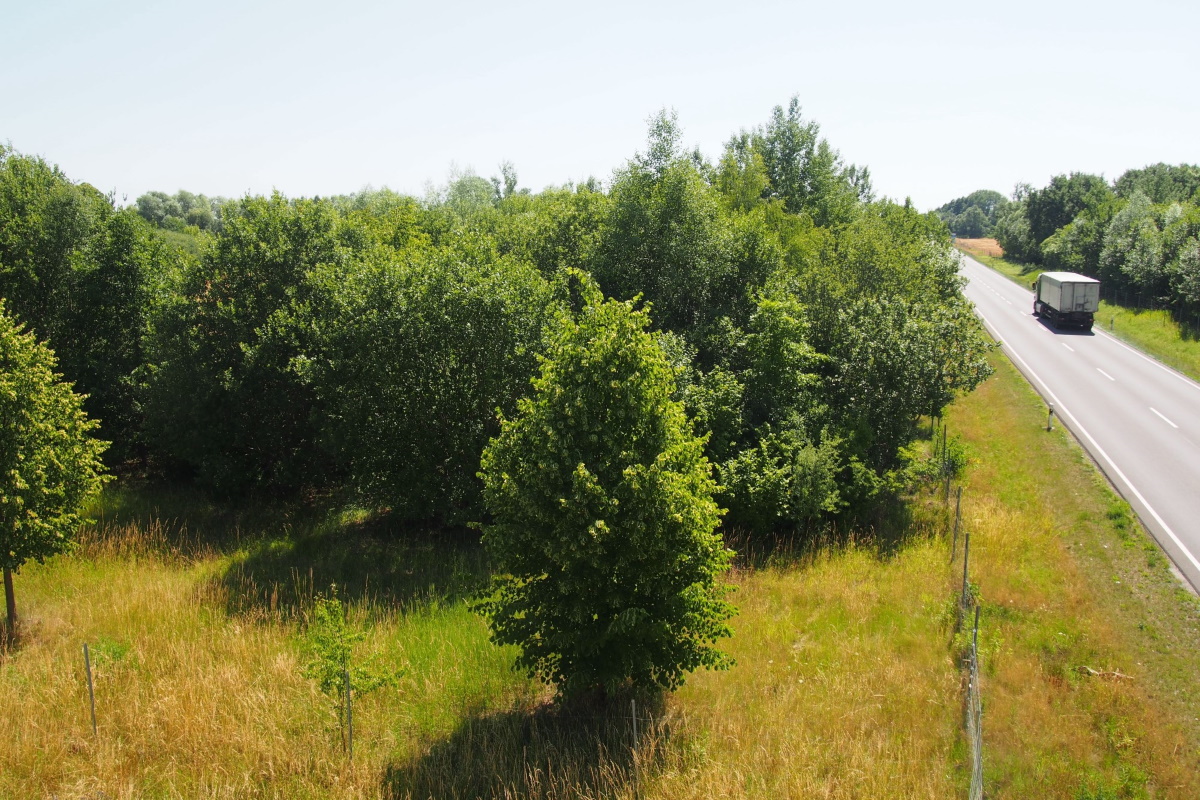 Umweltverträglichkeit – Gehölzpflanzung an der B 87	